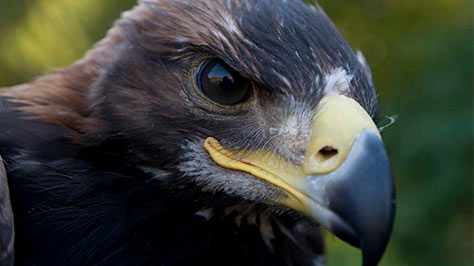  Black Eagle