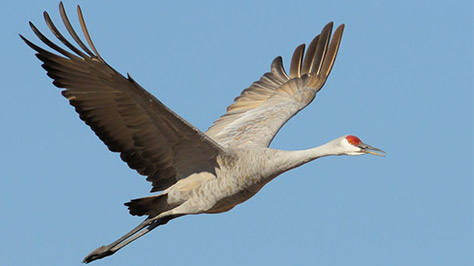 Crane